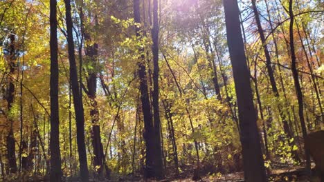Filmische-Drehaufnahme-Durch-Die-Gelben-Waldbäume-In-Einem-Herbstwald-Außerhalb-Von-Aottawa,-Ontario