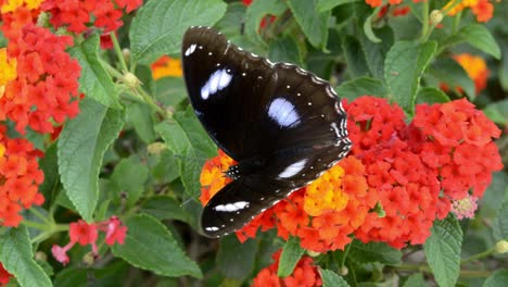 A-beautiful-big-butterfly-on-the-orange-flower