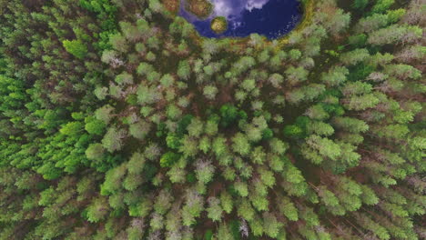 Asombrosas-Imágenes-De-Drones-De-Un-Pequeño-Estanque-Forestal-En-El-Desierto-Finlandés
