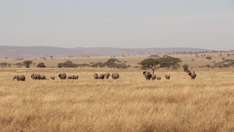 Herde-Afrikanischer-Elefanten-In-Der-Ferne-Der-Serengeti-Ebene-In-Tansania-In-Zeitlupe