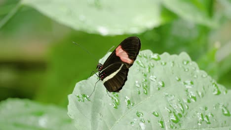 Close-up-shot-of-Postman-Butterfly-sitting-on-leaf-and-another-flying-in-front