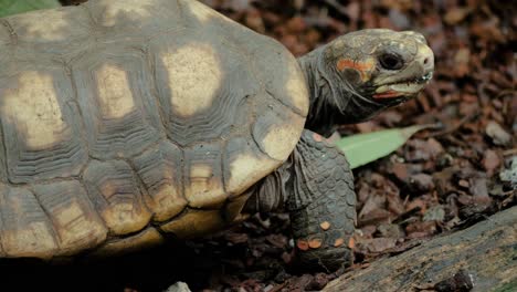 Close-up-shot-of-red-footed-tortoise-walking-slowly