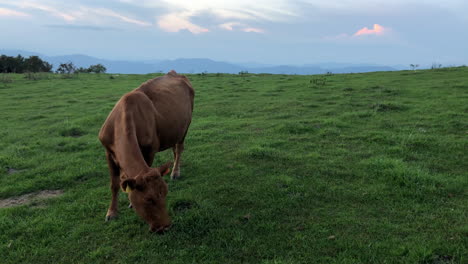 Cow-eating-grass-in-pasture-at-sunset