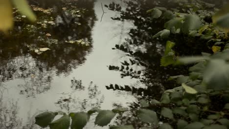 Stream-in-countryside-reflects-surrounding-foilage