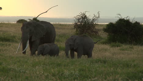 African-Elephant-family-in-grasslands,-during-sunset,-Amboseli-N