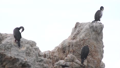 Gaviotas-Descansando-Sobre-Una-Roca-En-El-Mar