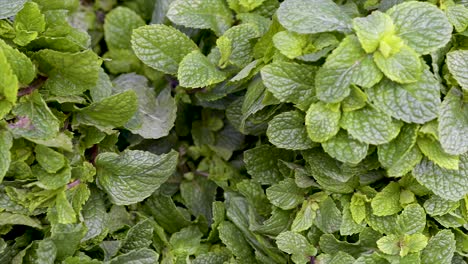 Fresh-mint-on-display-for-sale-at-free-fair