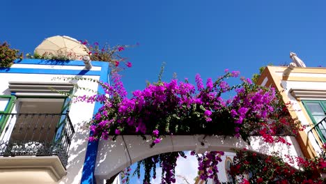 Flores-De-Colores-En-La-Calle-Mogán