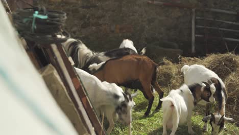 Observing-Goat-Herd-Eating-in-Pen