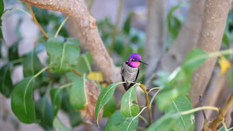 A-bright-pink-Annas-Hummingbird-landing-on-a-tree-branch-in-the-heat-of-the-day-to-rest-as-it-searches-for-nectar-in-California