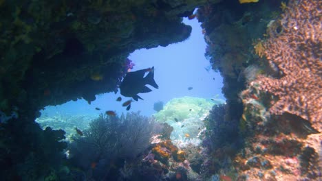 Entdecken-Sie-Die-Unterwasserwelt