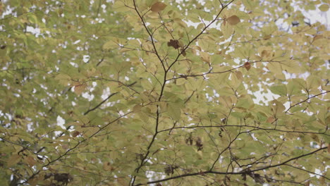 Panning-Around-Yellow-And-Orange-Autumn---Fall-Canopy,-In-Slow-Motion---Ungraded