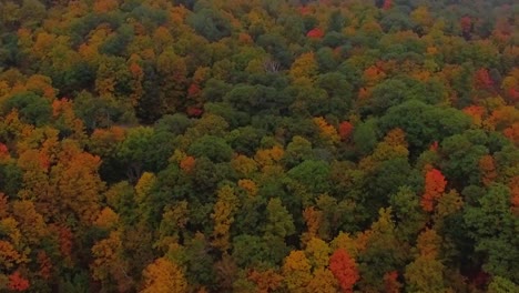 Backward-aerial-tracking-shot-of-the-misty,-colorful-forest-of-Gatineau-Park-during-Fall
