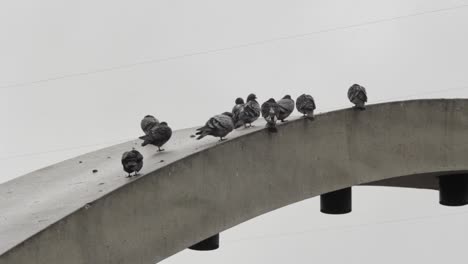 Pigeons-Perched-on-the-Ledge-of-a-Building