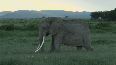 Afrikanische-Elefantenweibchen-Beim-Staubbaden,-Amboseli-NP,-Kenia
