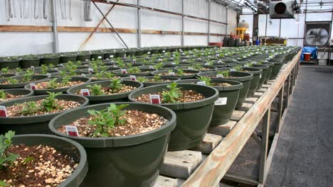 Row-of-freshly-sprouted-Belgian-Mums-in-flower-pots-with-signs-inside-greenhouse-garden