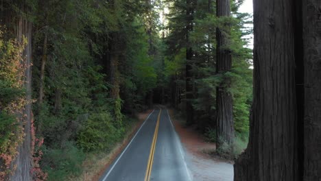 Hovering-forward-over-the-roadway-at-The-Avenue-of-Giants-in-California