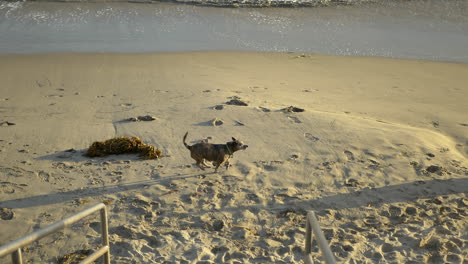 Ein-Süßer-Brauner-Hund-Und-Ein-Großer-Weißer-Labrador-Erkunden-Und-Schnüffeln-Am-Sandstrand-Während-Eines-Spaziergangs-Zur-Goldenen-Stunde-Bei-Sonnenuntergang-Am-Strand-In-Santa-Barbara,-Kalifornien