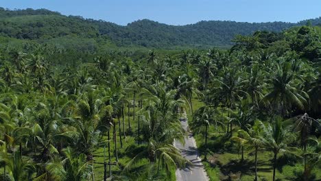 Aerial-of-an-empty-road-surrounded-by-Palm-Trees-at-Koh-Kood-Island,-Thailand