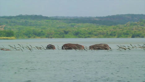 Flock-of-birds-flying-in-front-of-hippos-in-the-Nile-River,-Africa