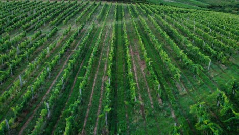 Aerial-view-of-vineyard-in-sunset-with-grapes-for-wine