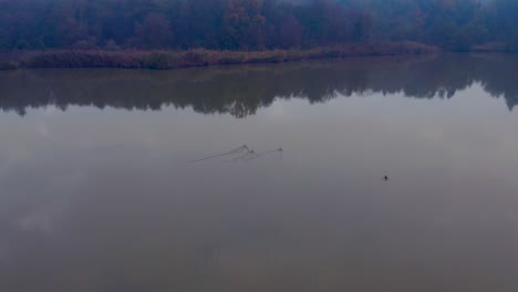 Landscape-with-ducks-on-the-lake-at-misty-autumn-morning-in-Central-Europe