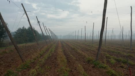 Slow-panning-shot-of-an-empty-hops-field-on-a-foggy-autum-morning-on-a-slovenian-farm