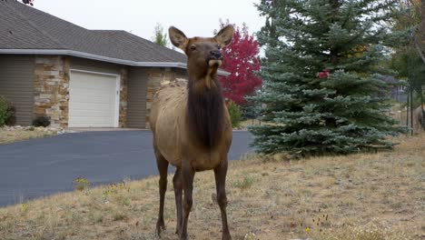 Elk-in-front-of-house-in-Colorado
