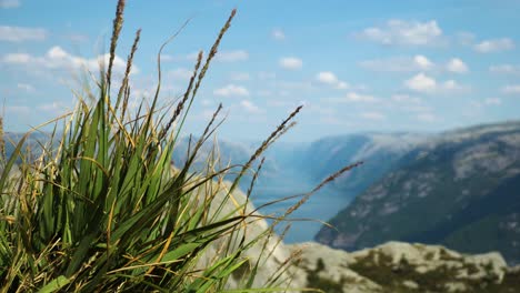 Steady-view-of-natural-grass-at-preikestolen-with-Lysefjord-in-the-background-in-Norway
