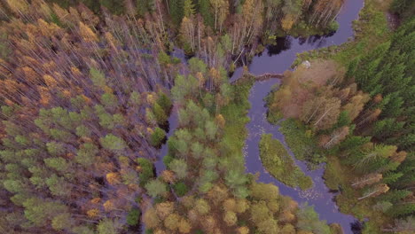 Slowly-rotating-aerial-video-of-a-beautiful-autumn-colored-Finnish-forest-and-flooding-river-caused-by-a-beaver-dam