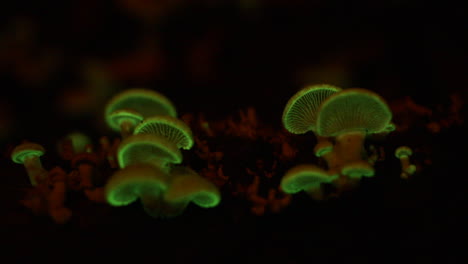 The-bioluminescent-fungus,-Panellus-Stipticus-glows-in-dim-light