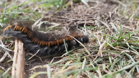 Close-up-shot-of-a-Fox-Moth-Caterpillar-moving-from-left-to-right-traversing-dry-twig-and-fresh-grass