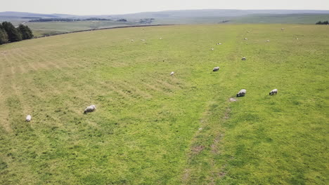 Sheep-grazing-in-the-grasslands-of-Dartmoor,-aerial-still