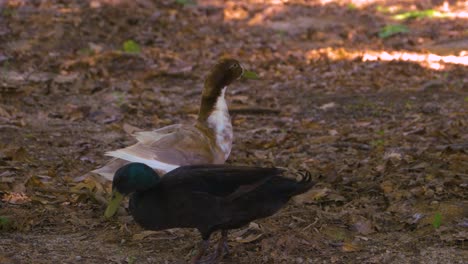 Duck-walking-in-wooded-area