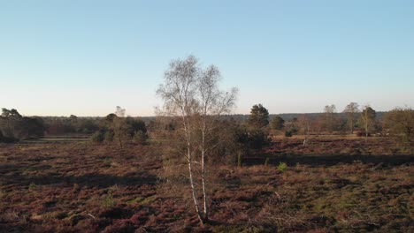 Birch-tree-in-the-middle-of-a-moorland-landscape-aerial-closing-in-view-revealing-the-wider-surrounding-with-a-blue-sky