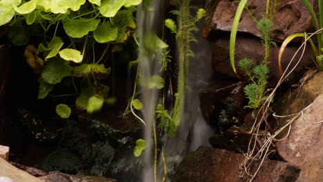 Time-lapse-and-time-exposure-tilt-down-on-waterfall-to-pond-with-swirling-aquatic-plants-and-koi-fish-streaking-through-water