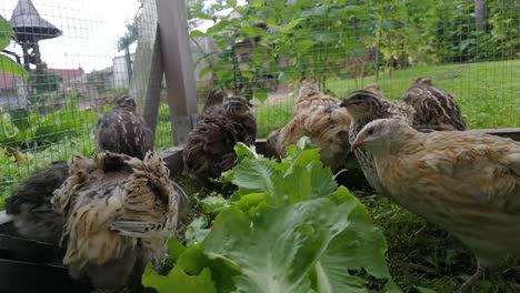 Japanese-quails-eating-lettuce-in-a-cage
