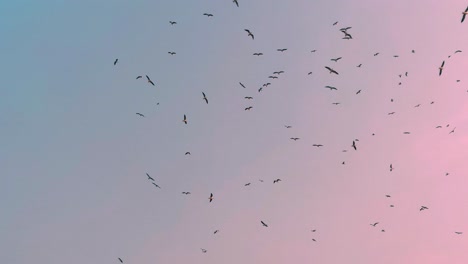 Birds-flying-in-colorful-clouds