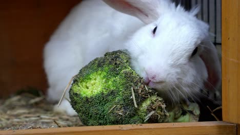Conejo-Hambriento-Llamado-Frankie-Comiendo-Brócoli