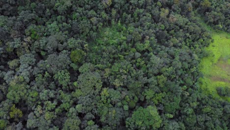 Imágenes-Aéreas-De-La-Deforestación-De-La-Selva-Tropical
