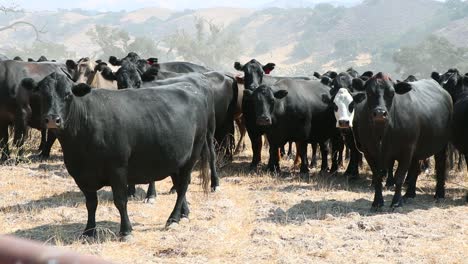 Herd-of-black-Angus-Cattle-watching-camera-as-it-pulls-through-a-pipe-gate