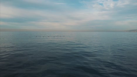 Pelicans-flying-over-the-Ocean