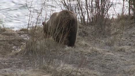 Grizzly-walks-to-the-river