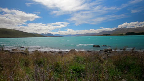 Panorama-view-onto-a-insane-blue-lake-with-flowers-blowing-in-the-wind-in-the-foregroun,-Lake-Tekapo,-New-Zealand