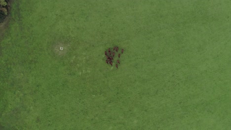 Von-Oben-Nach-Unten-Gerichtete-Luftaufnahme-über-Eine-Herde-Brauner-Kühe