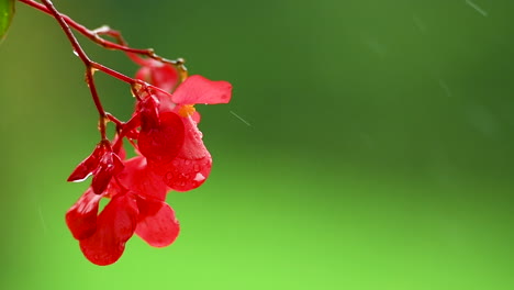 Red-impatiens-flower-on-green-background-in-rain,-red-balcony-flowers,-background-out-of-focus,-rain-drops-falling-on-petals-and-splatter-all-around,-isolated