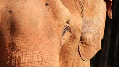 Incredible-close-up-of-the-face-of-an-elephant