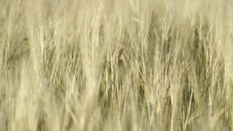 Close-up-view-of-a-field-of-barley-moving-in-the-breeze-on-a-sunny-day