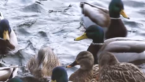Closeup-of-lively-ducks-swimming-together-in-a-pond