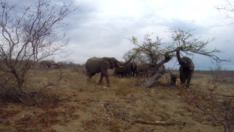 Manada-De-Elefantes-Alimentándose-Con-Gracia-En-El-Desierto-Del-Gran-Parque-Kruger,